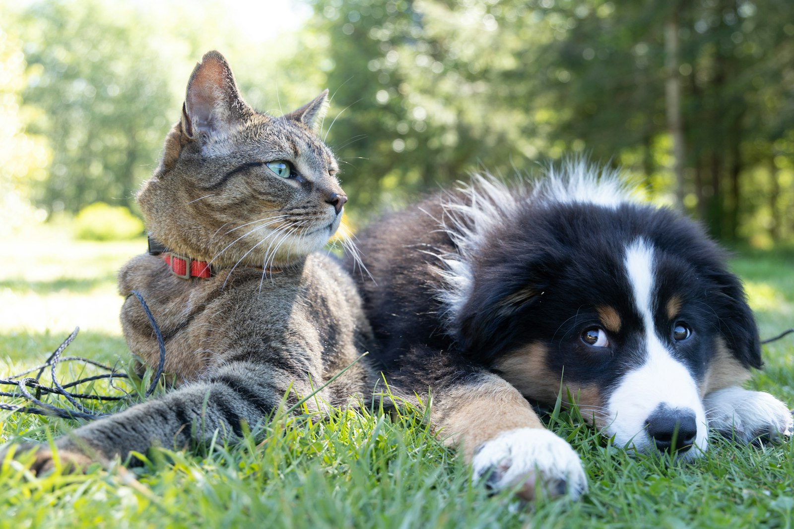 A cat and a puppy lying together in the grass