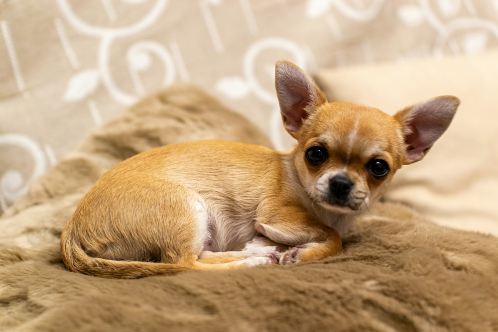 Chihuahua puppy