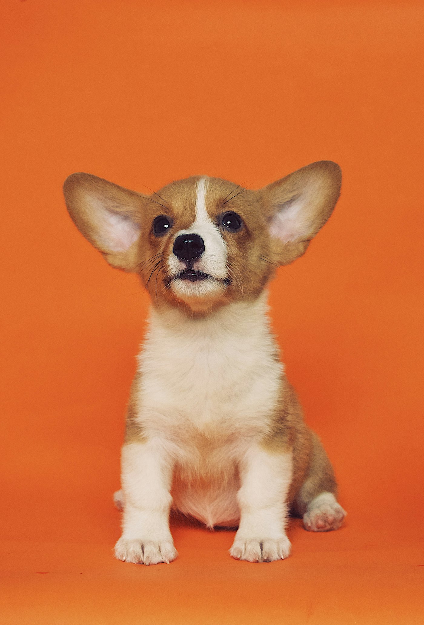 Corgi puppy
