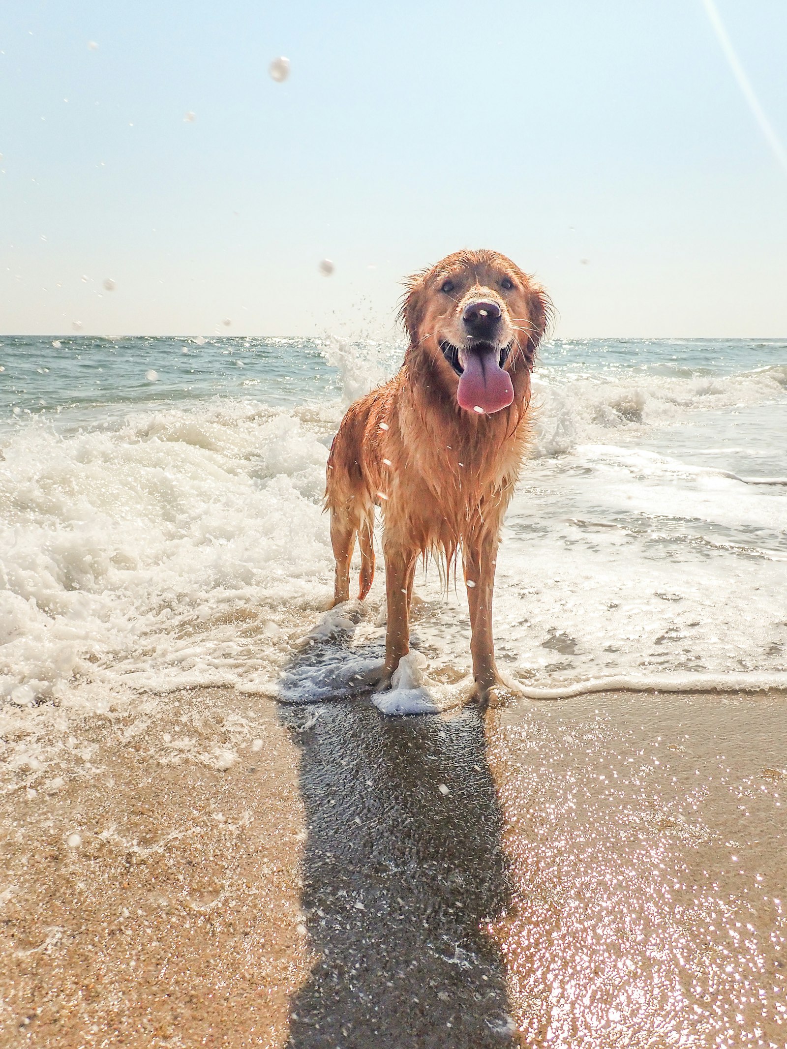 Golden retriever playing in the ocean