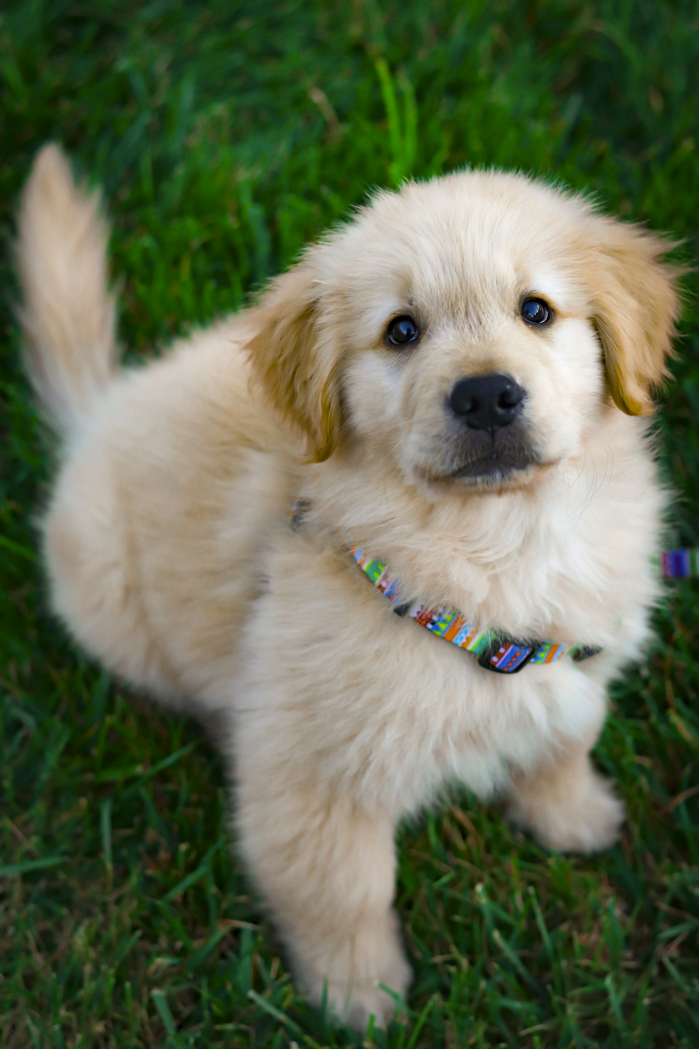 Golden retriever puppy