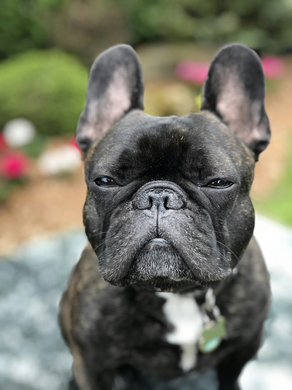 Gray French bulldog