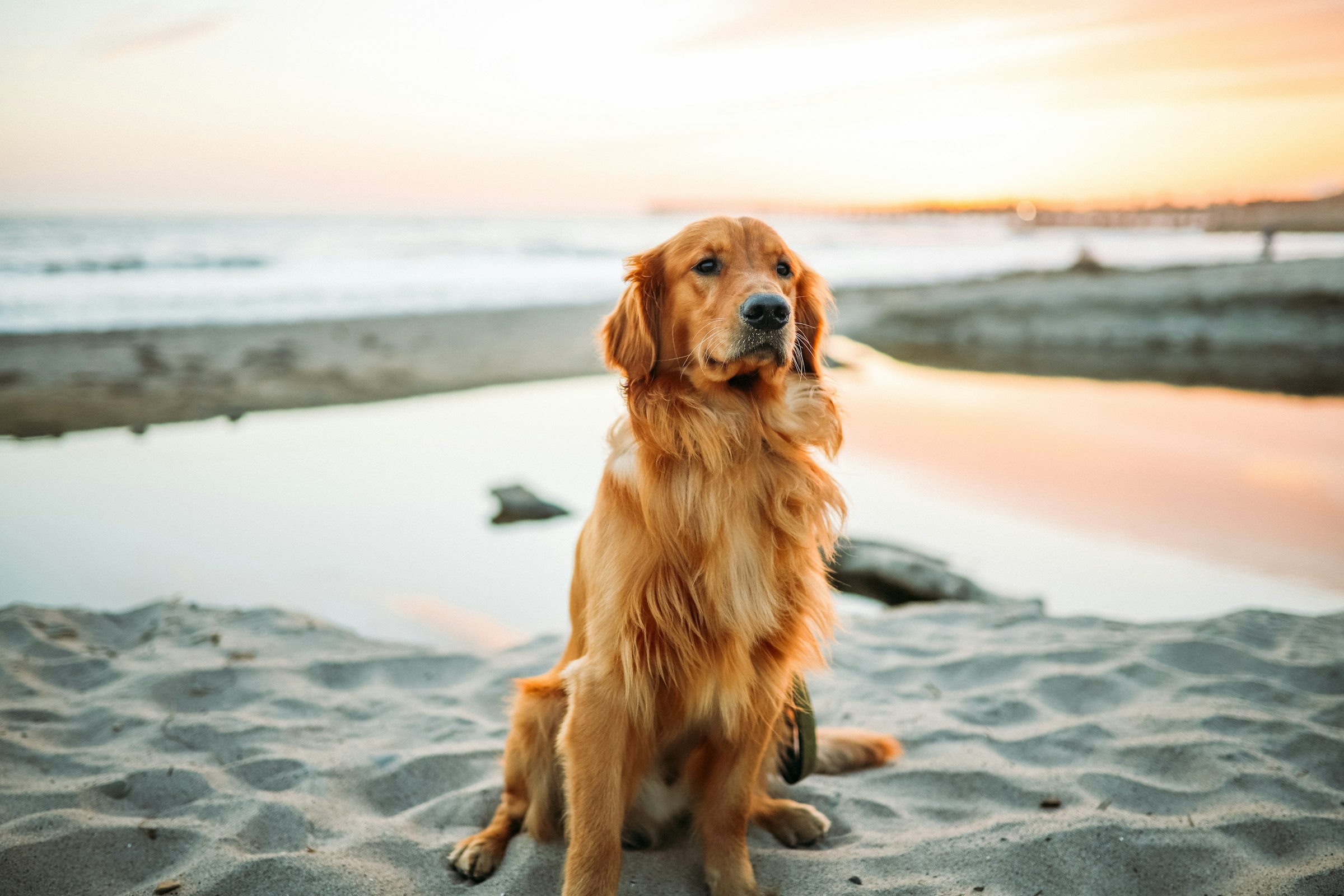 Golden retriever sitting on a Miami beach at sunset