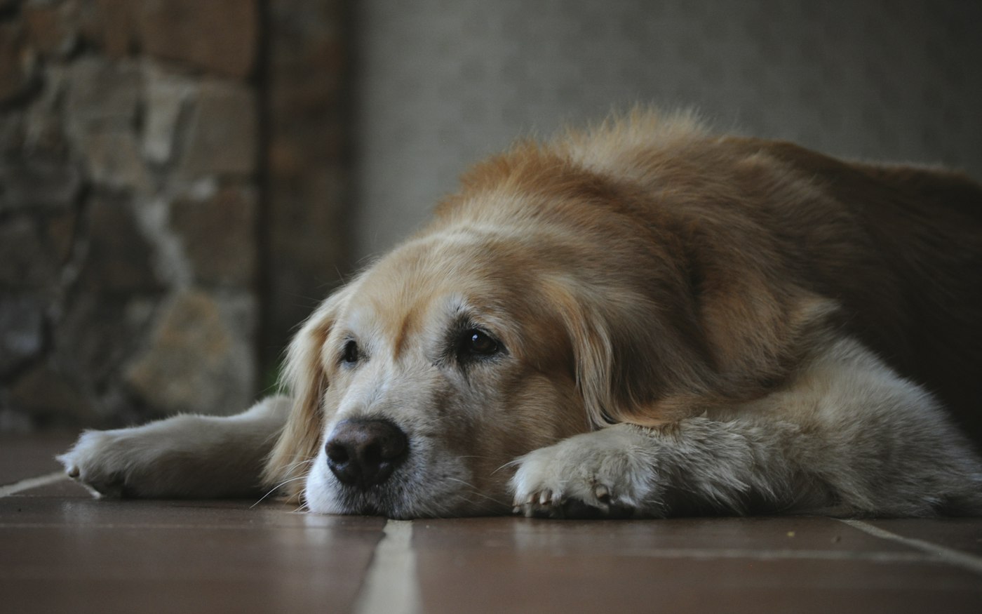 Senior golden retriever resting