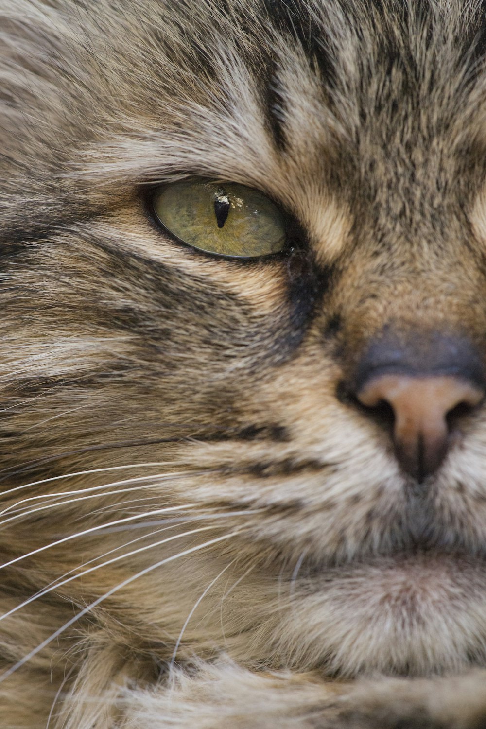 Tabby cat close-up