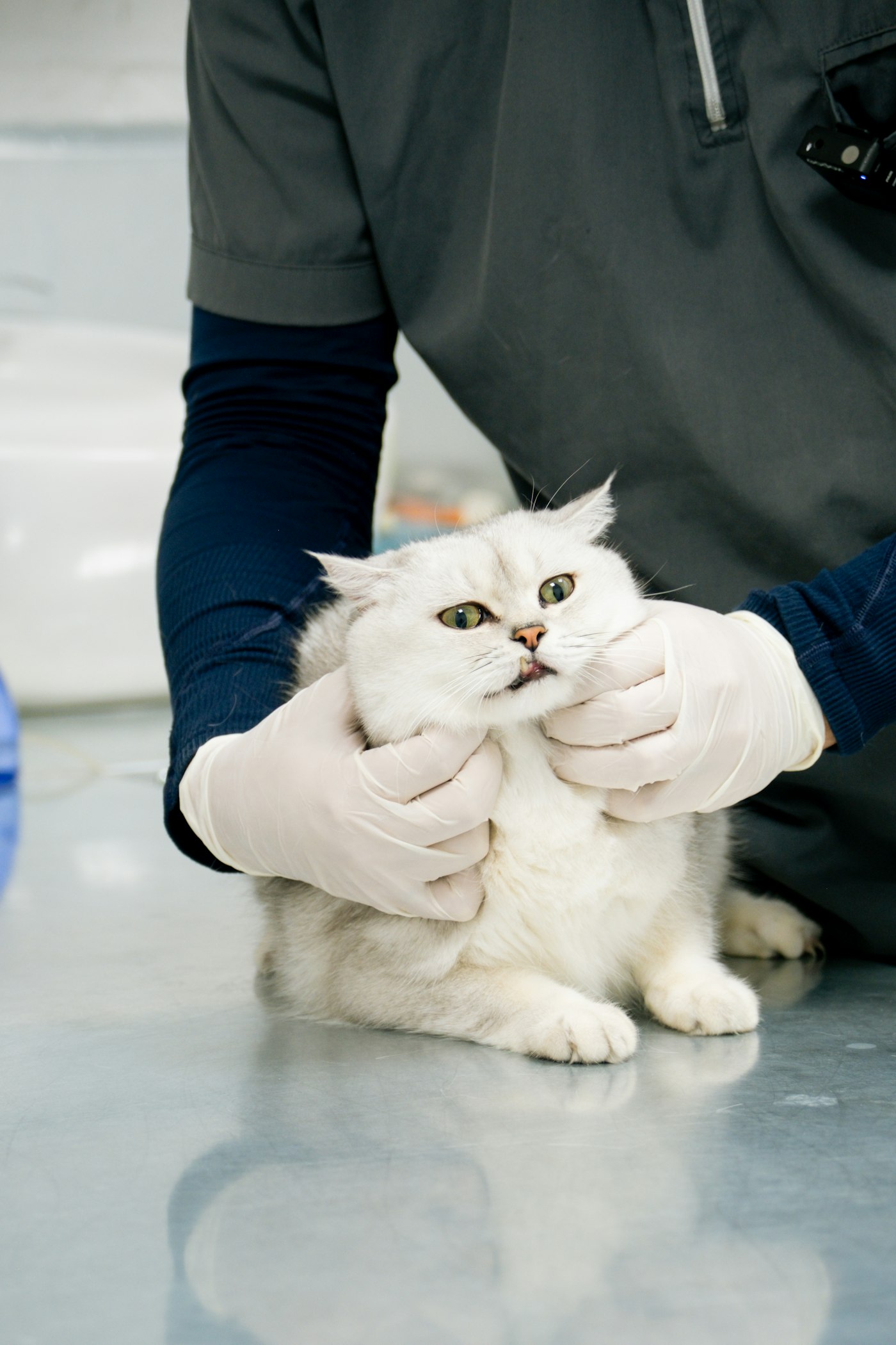 Veterinarian gently holding a white cat